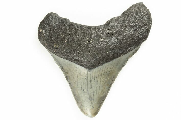 Bargain, Juvenile Megalodon Tooth - North Carolina #190920